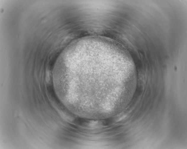 X0000088840130200706281831