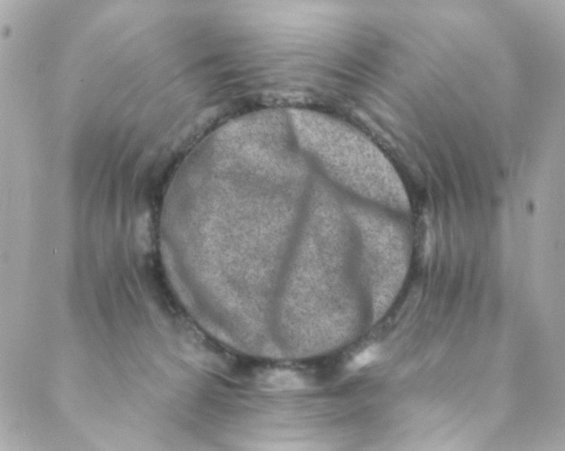 X0000088840224200706281829