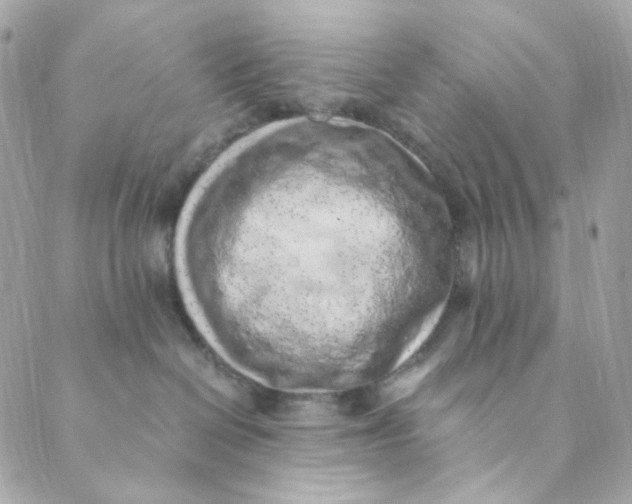 X0000088840286200706281829