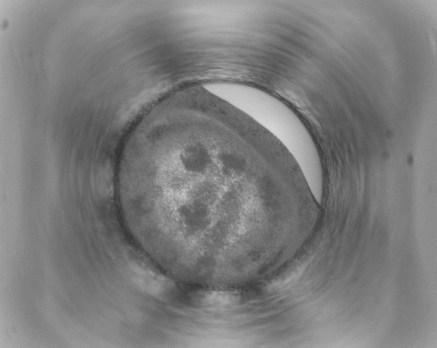 X0000088840303200706281828