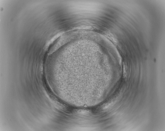 X0000088840348200706281827