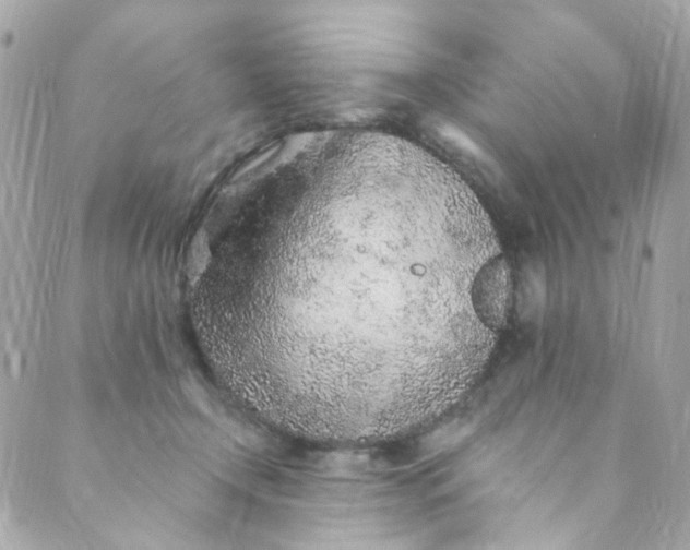 X0000088840366200706281827