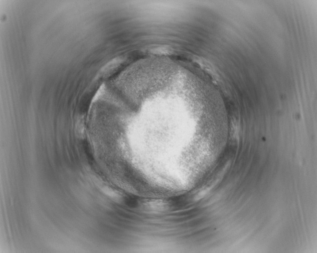 X0000088840383200706281827