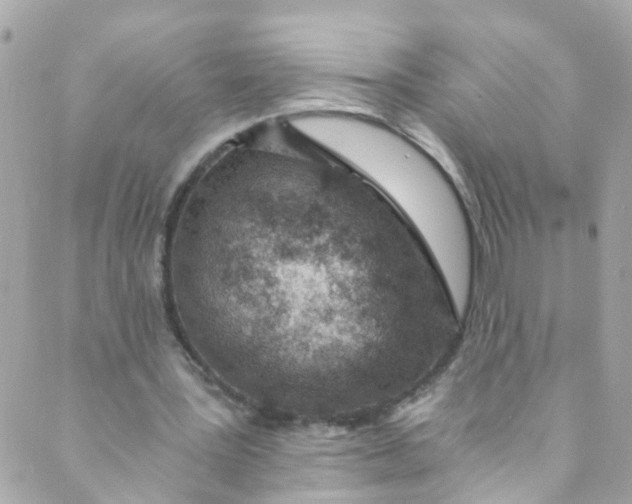 X0000088840387200706281827