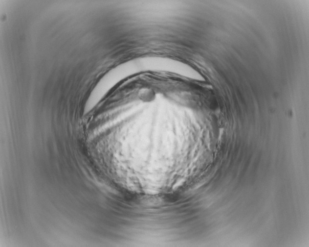 X0000088840429200706281826