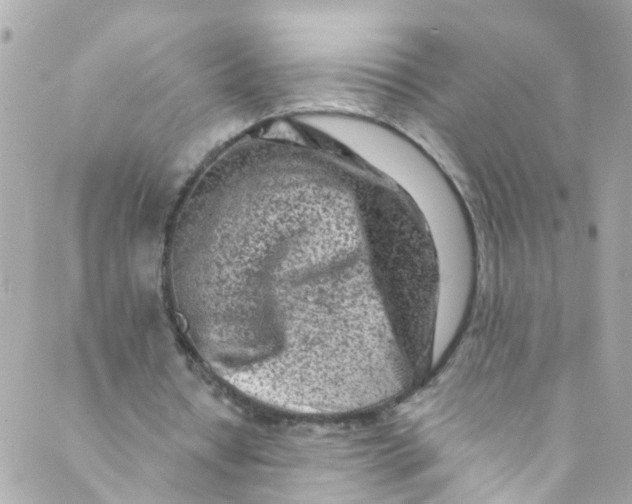 X0000088840434200706281825