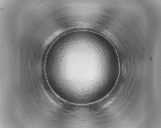 X0000088840436200706281825