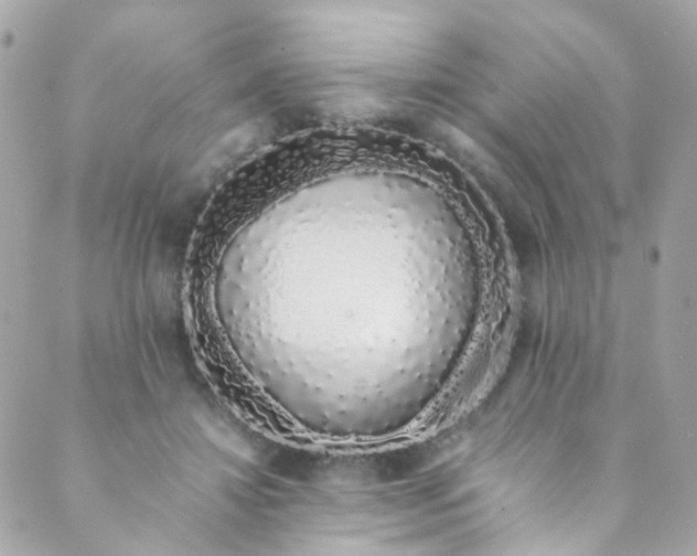 X0000088840452200706281825