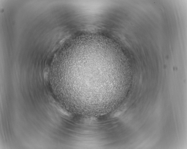 X0000088840576200706281824