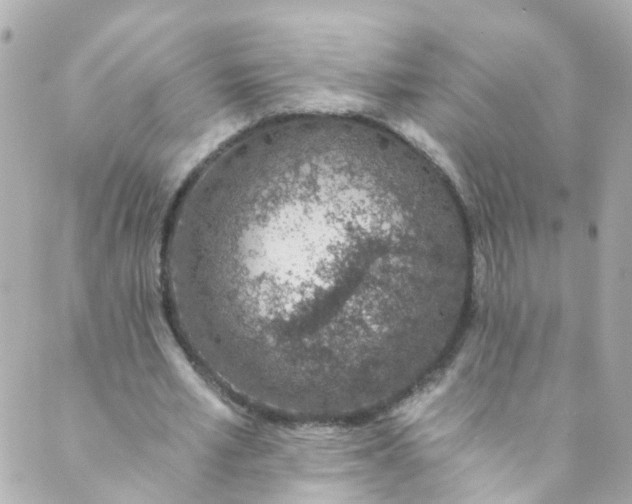 X0000088840581200706281824