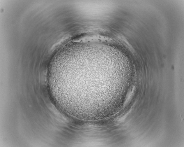 X0000088840585200706281823