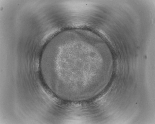 X0000088840640200706281822