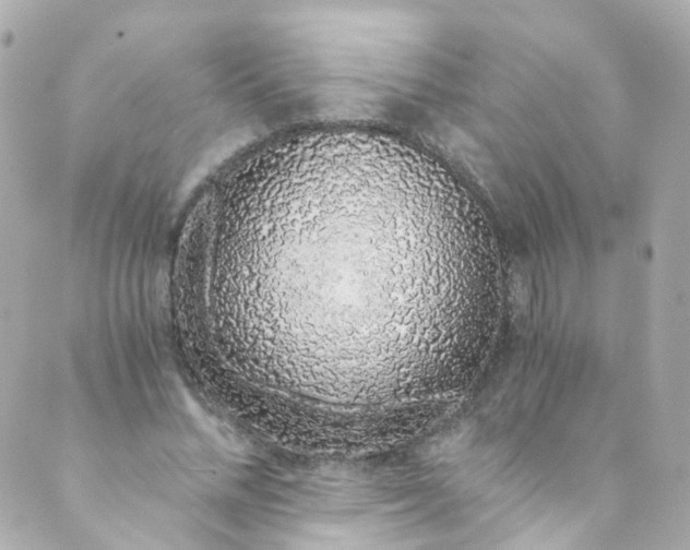 X0000088840684200706281822