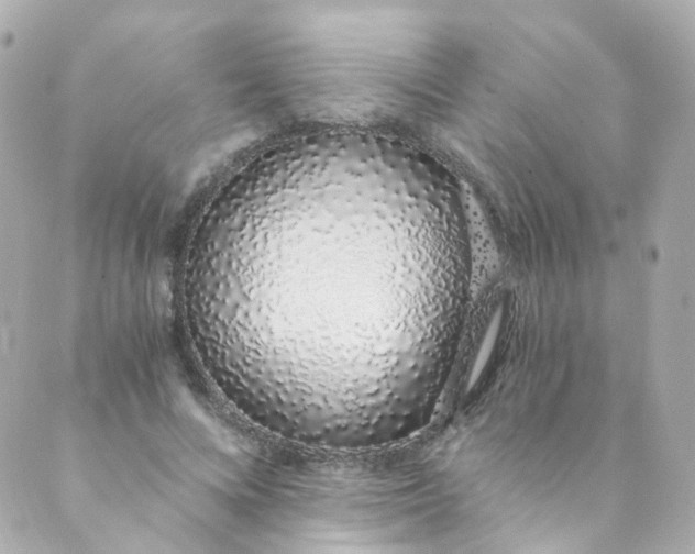 X0000088840688200706281822