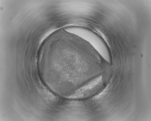 X0000088840779200706281820