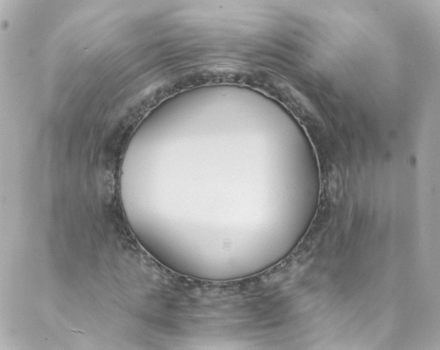 X0000088840821200706281819