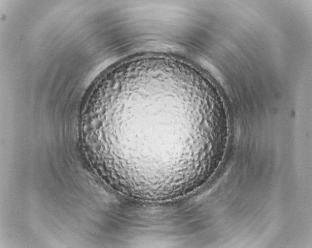 X0000088840829200706281819