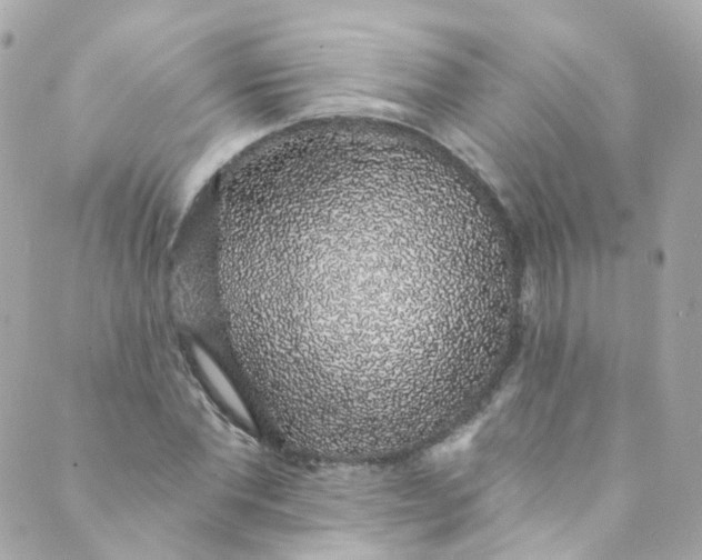 X0000088840877200706281819