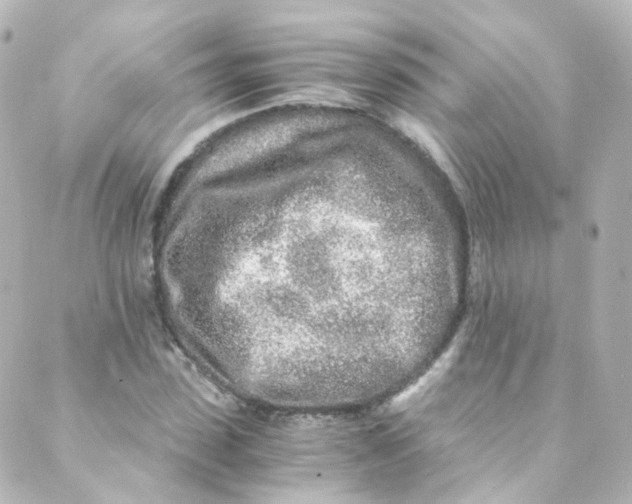 X0000088840923200706281817