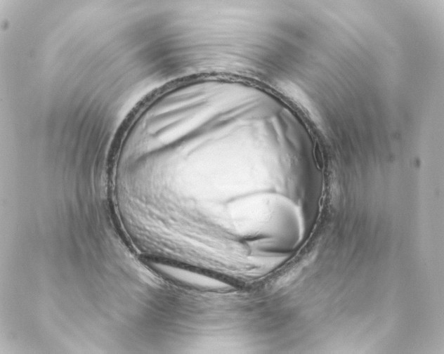 X0000088840924200706281818