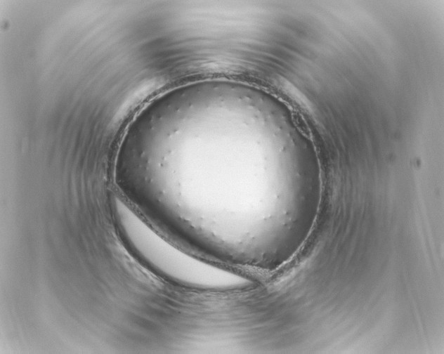 X0000088840930200706281818