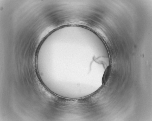 X0000088840990200706281817