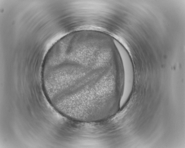 X0000088840995200706281817