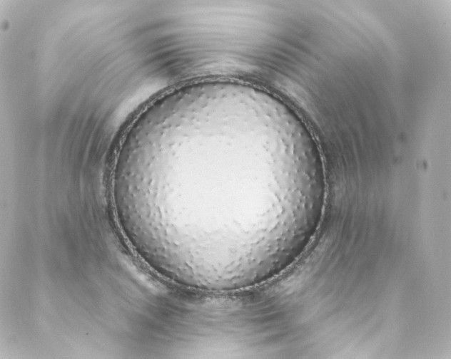 X0000088841026200706281816