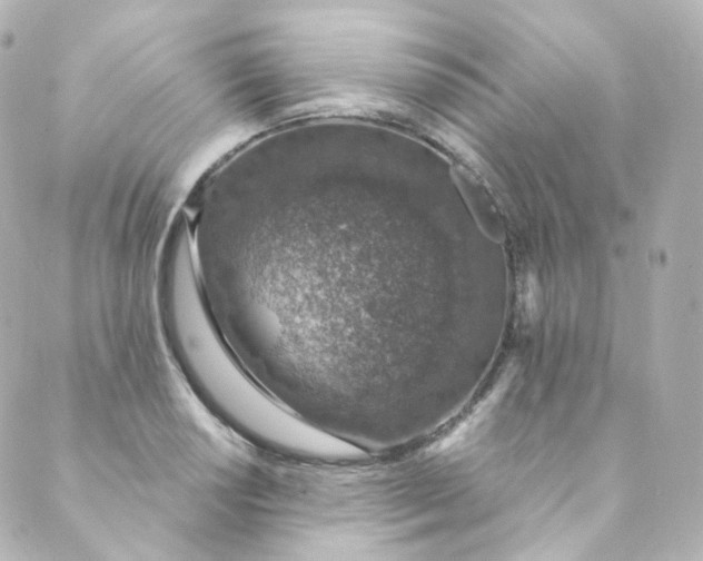 X0000088841034200706281816