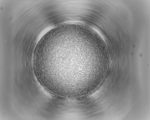 X0000088841050200706281816