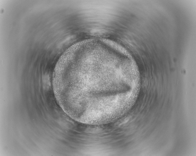 X0000088841106200706281814