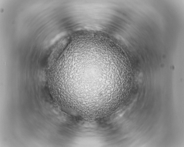 X0000088841110200706281814