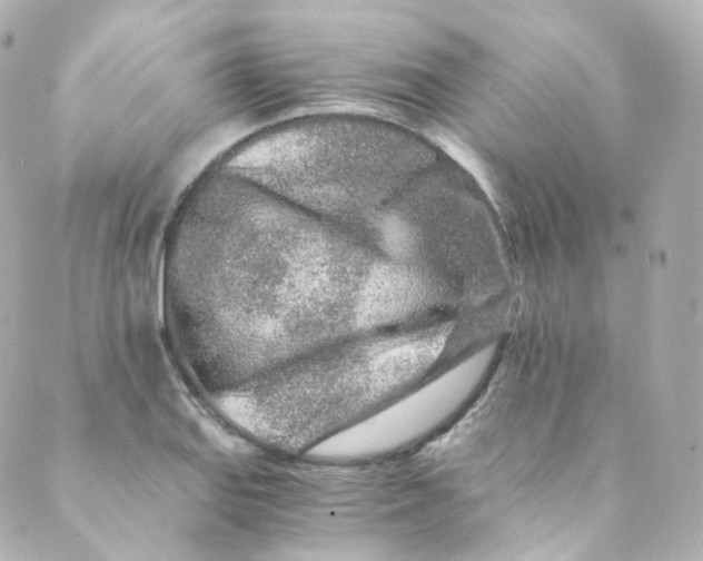 X0000088841127200706281815