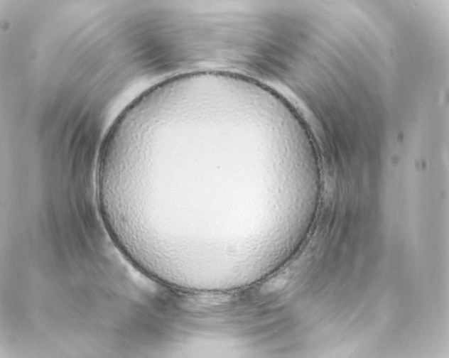 X0000088841294200706281812