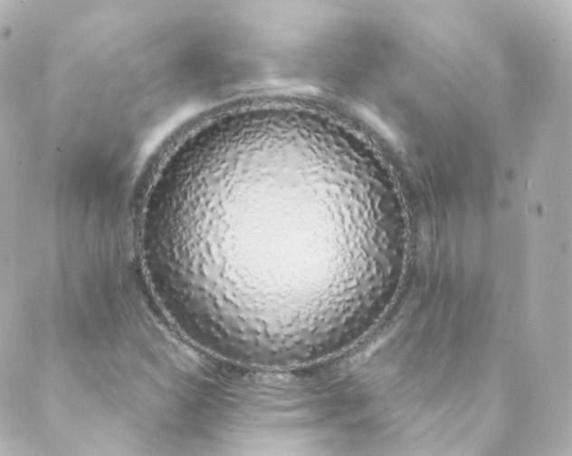 X0000088841310200706281811