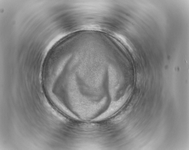 X0000088841331200706281812