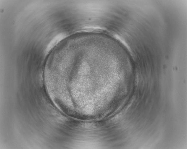 X0000088841362200706281811