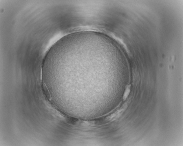 X0000088841365200706281811