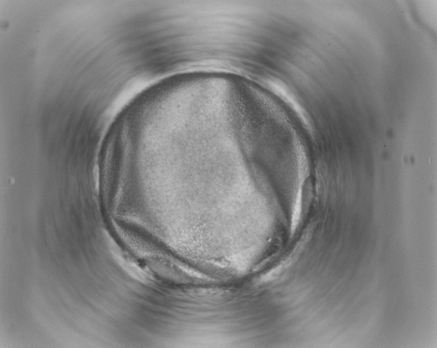 X0000088841372200706281811