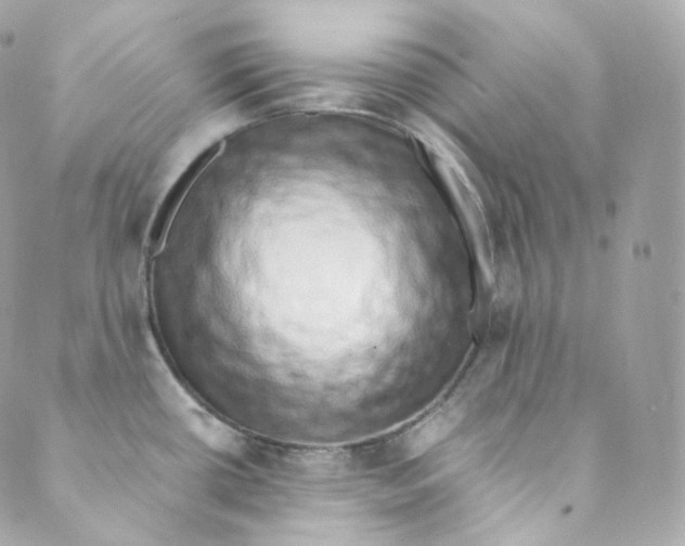 X0000088841434200706281810