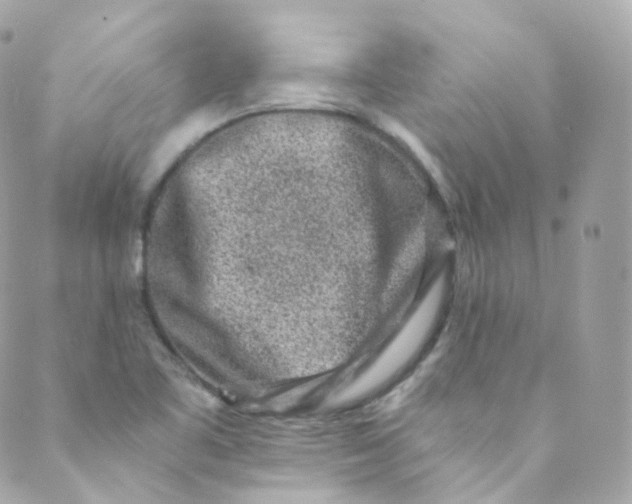 X0000088841461200706281809