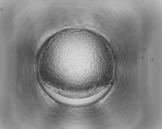 X0000088841506200706281808