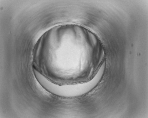 X0000088841524200706281809