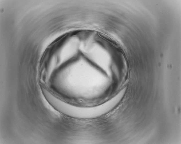 X0000088841528200706281809