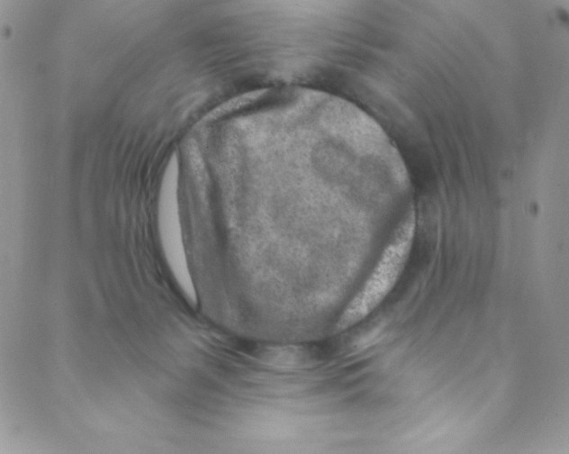 X0000088840127200707051457