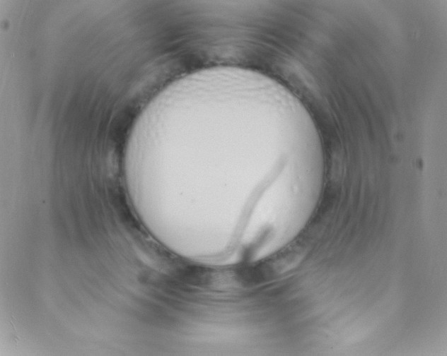 X0000088840173200707051456