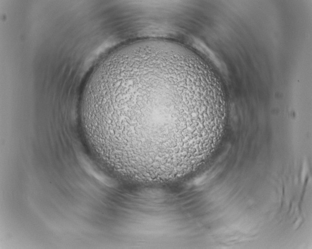 X0000088840203200707051456