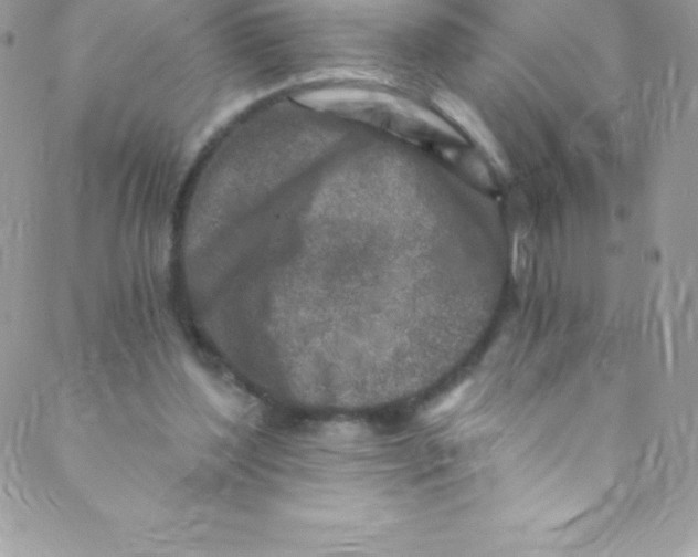 X0000088840204200707051456