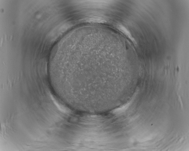 X0000088840205200707051456