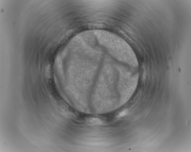 X0000088840224200707051455